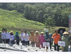 Bupati Konut Ikuti Kegiatan Tanam Cabai Serentak